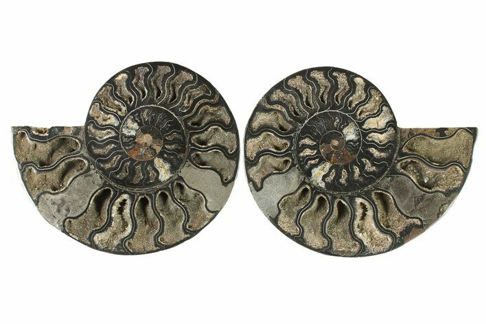 Cut & Polished Ammonite Fossil - Unusual Black Color #286616